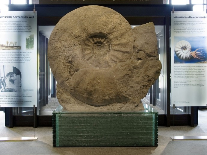 Der weltgrößte Ammonit im LWL-Museum für Naturkunde in Münster (vergrößerte Bildansicht wird geöffnet)